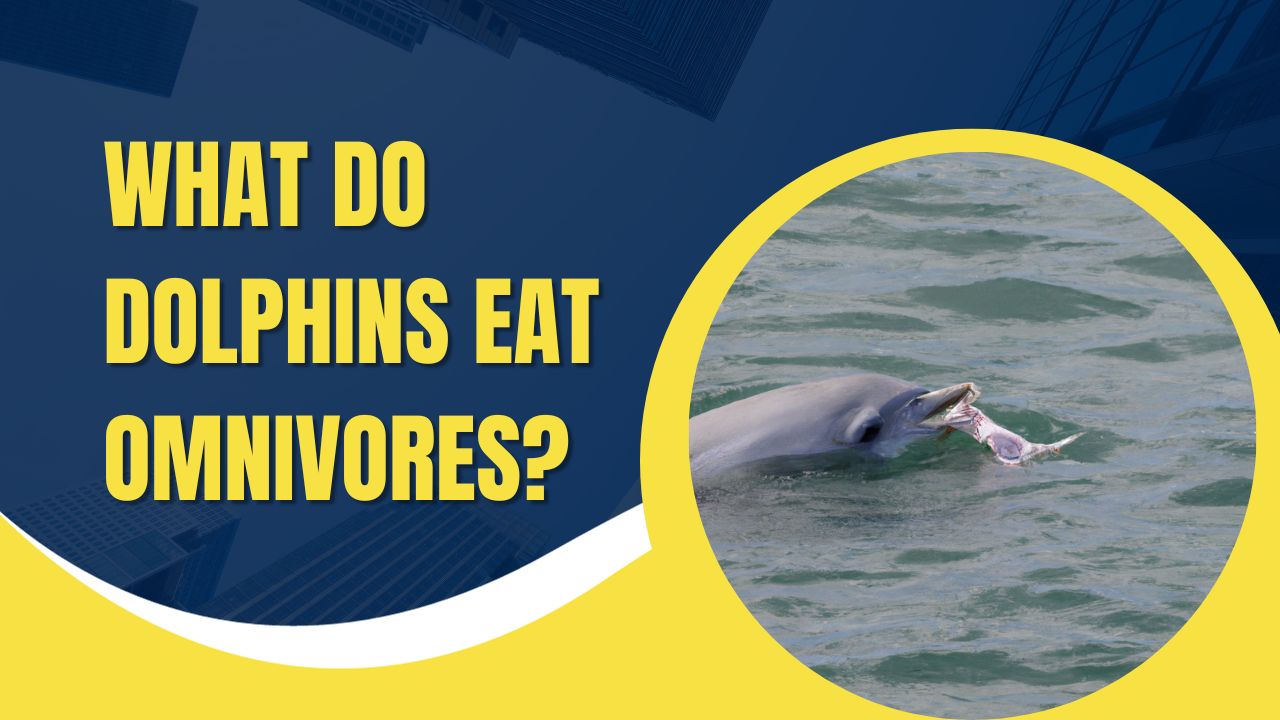 Are Dolphins Carnivores Herbivores Or Omnivores? (Update May 2024