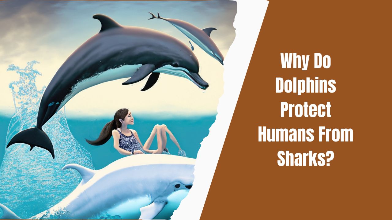 Are Dolphins Loyal To Humans Friend Or Foe DolphinXpert