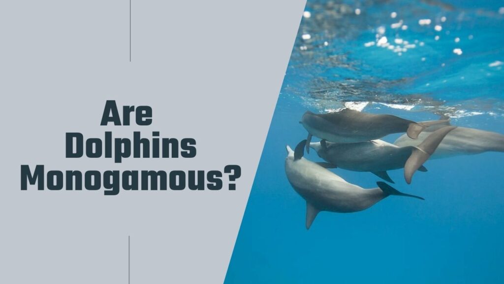 Are Dolphins Monogamous