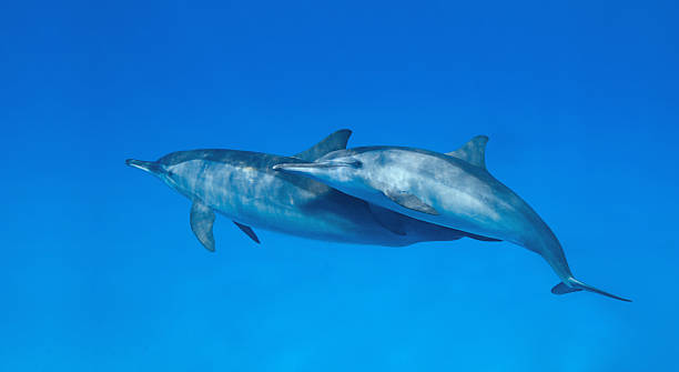 Are Dolphins Monogamous 3