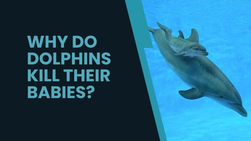 Why Do Dolphins Kill Their Babies?
