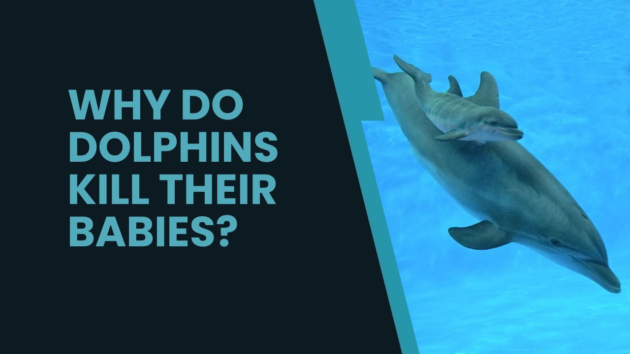 Are Dolphins Psychopaths? From Flipper to Fear | DolphinXpert