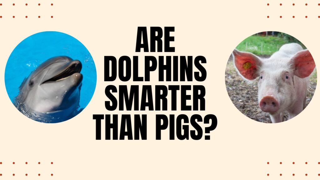 Are Dolphins Smarter Than Pigs