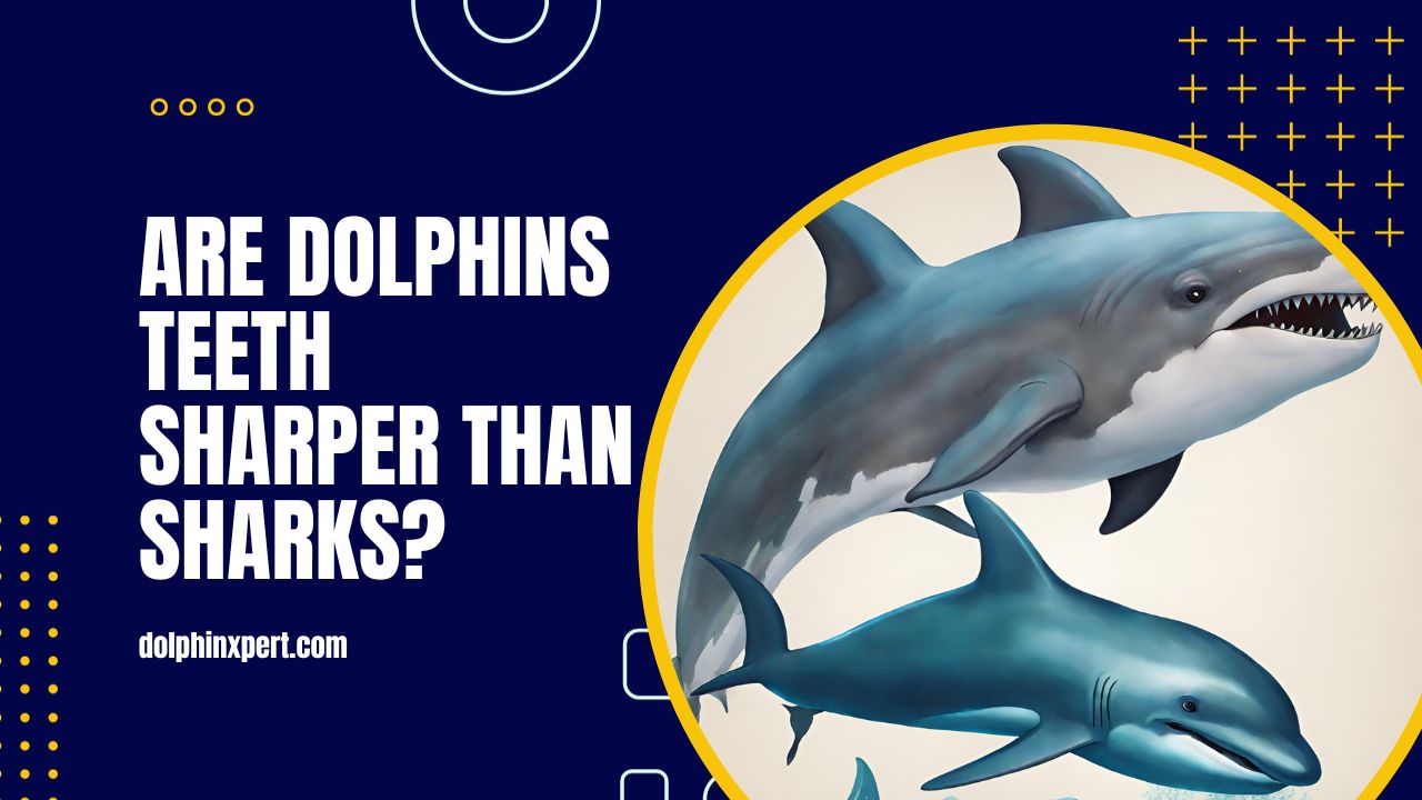Are Dolphins Teeth Sharper Than Sharks? Unlocking the Mystery ...