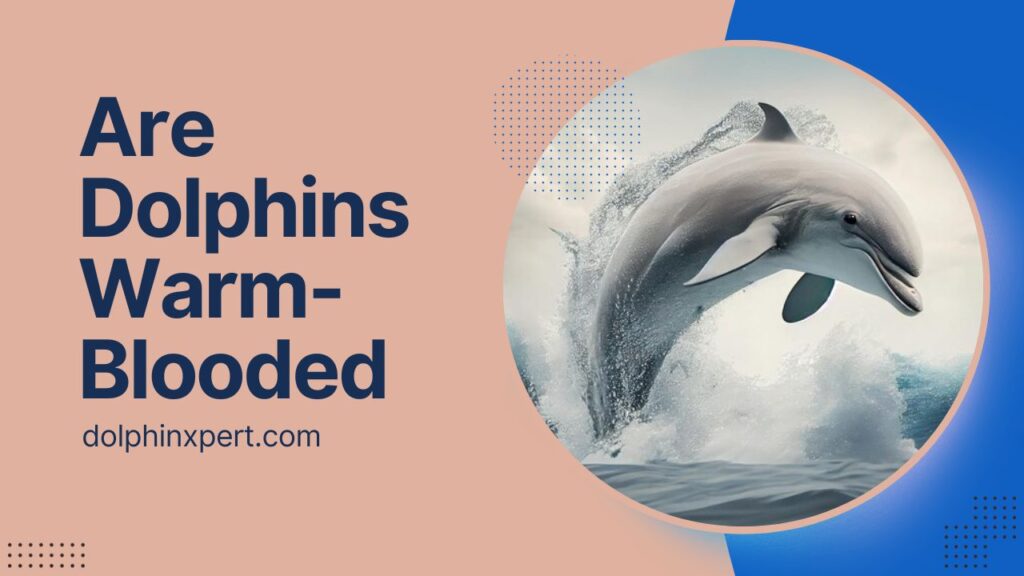 Are Dolphins Warm-Blooded