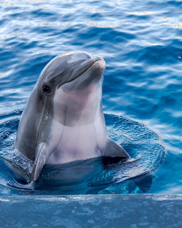 Why Is Dolphin Warm-Blooded?