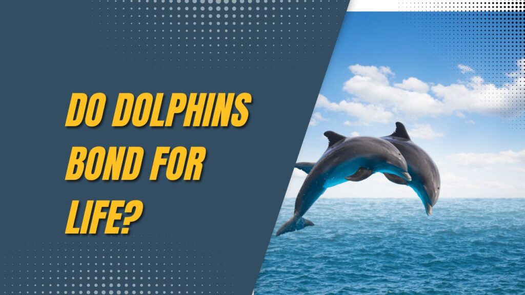 Do Dolphins Bond For Life?