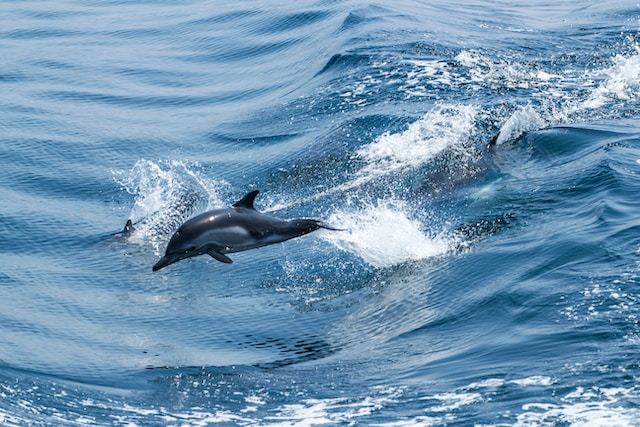 Can A Dolphin Live Alone?