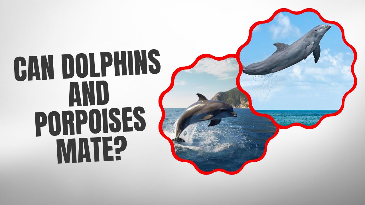 Can Dolphins And Porpoises Mate? Nature's Love Stories | DolphinXpert