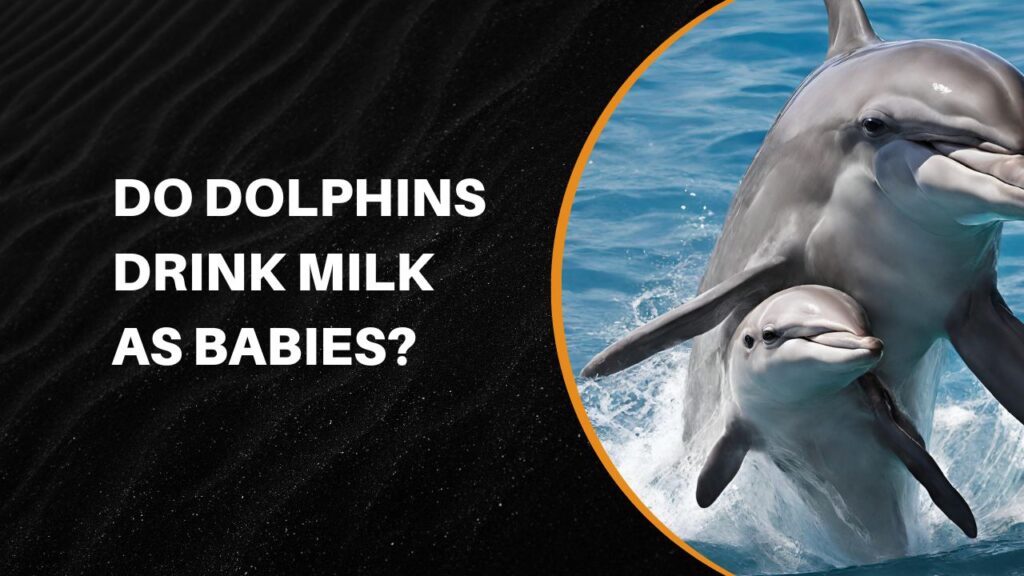 can dolphins smell breast milk