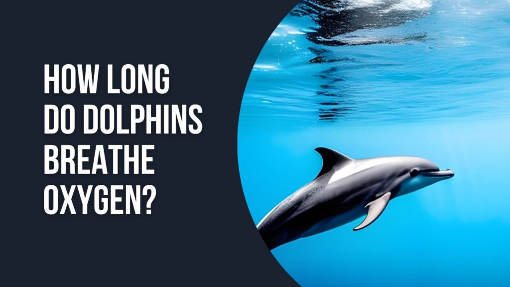 How Long Do Dolphins Breathe Oxygen