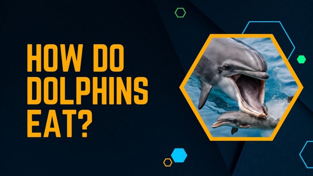 How Do Dolphins Eat?