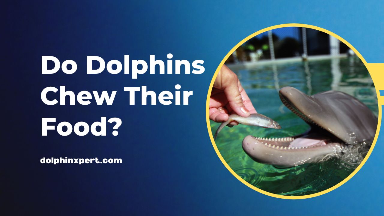 Do Dolphins Chew Their Food? Dolphin Dining Secrets Unveiled | DolphinXpert