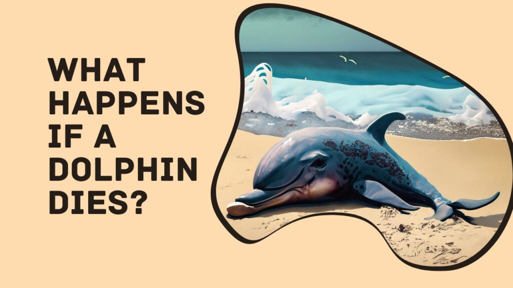 What Happens If A Dolphin Dies?
