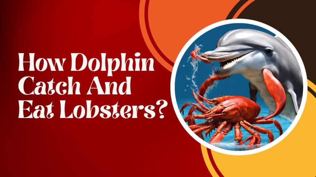 How Dolphin Catch And Eat Lobsters?