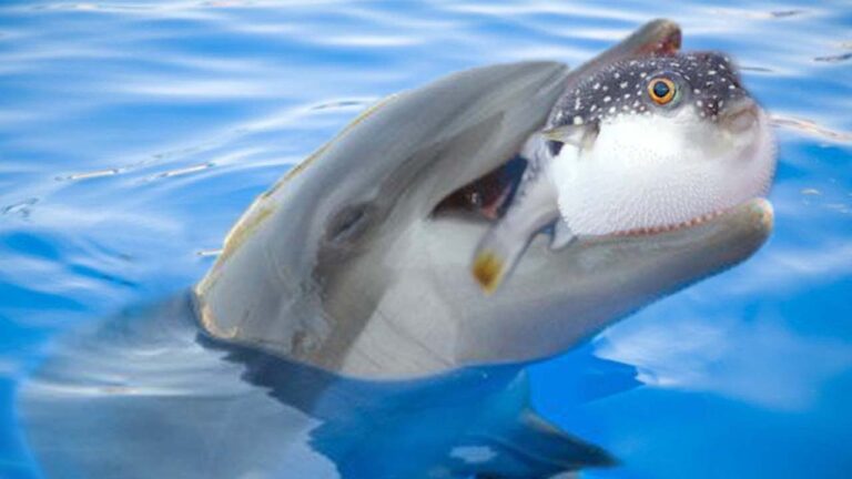 Do Dolphins Eat Pufferfish? Do Dolphins Use Pufferfish As Toys