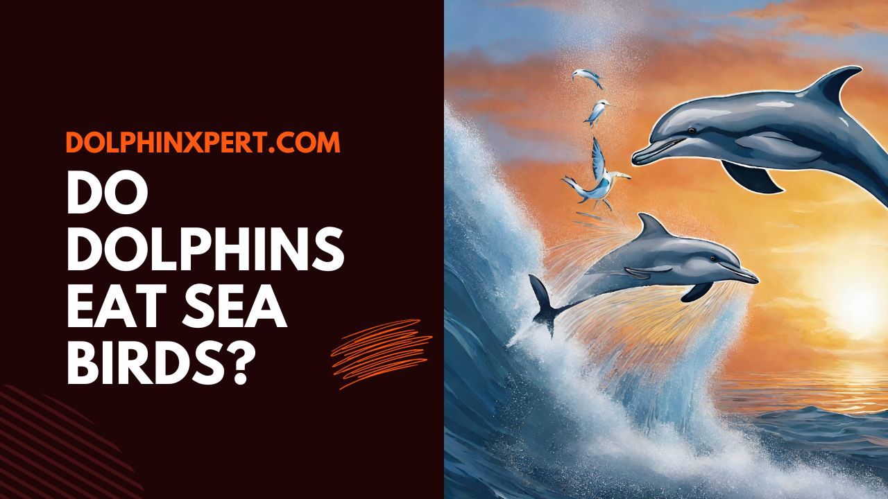 Do Dolphins Eat Seagulls? The Surprising Truth | DolphinXpert