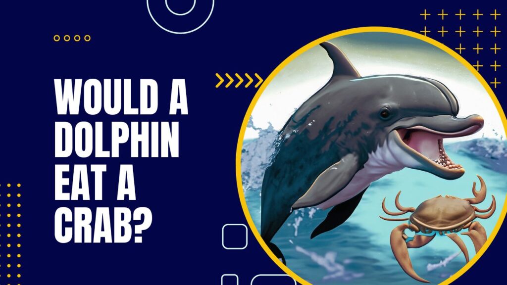 Would A Dolphin Eat A Crab?