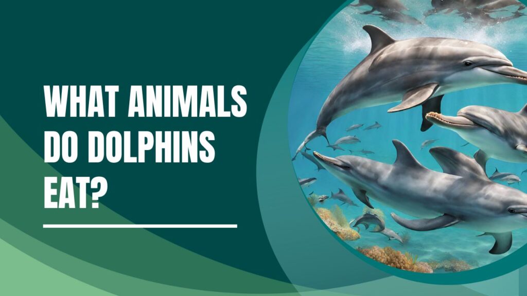 What Animals Do Dolphins Eat?