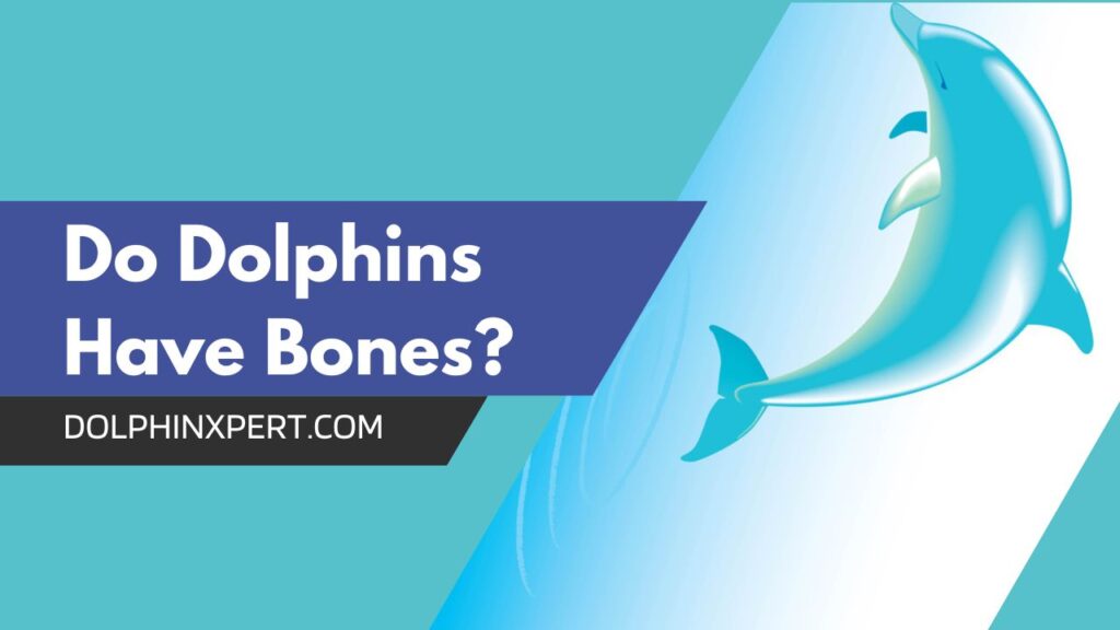 Do Dolphins Have Bones