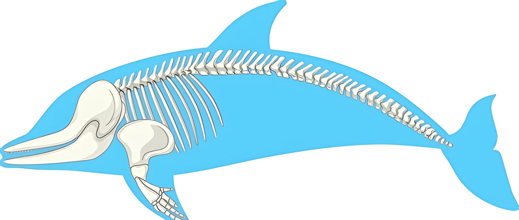 Do Dolphins Have Bones? Exploring the Enigma of Dolphin Skeletons ...