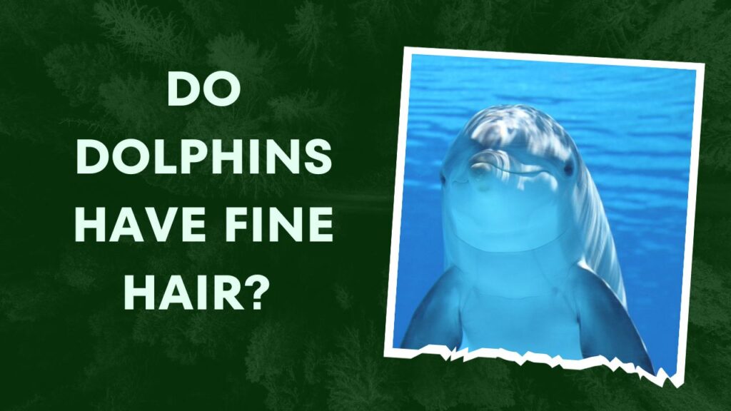 Do Dolphins Have Fine Hair 