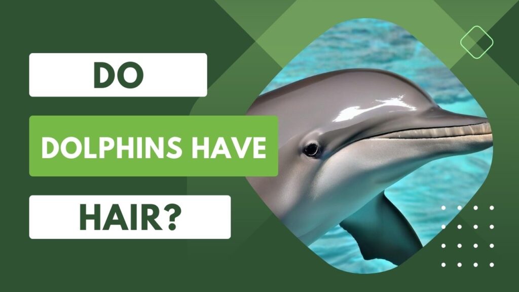Do Dolphins Have Hair