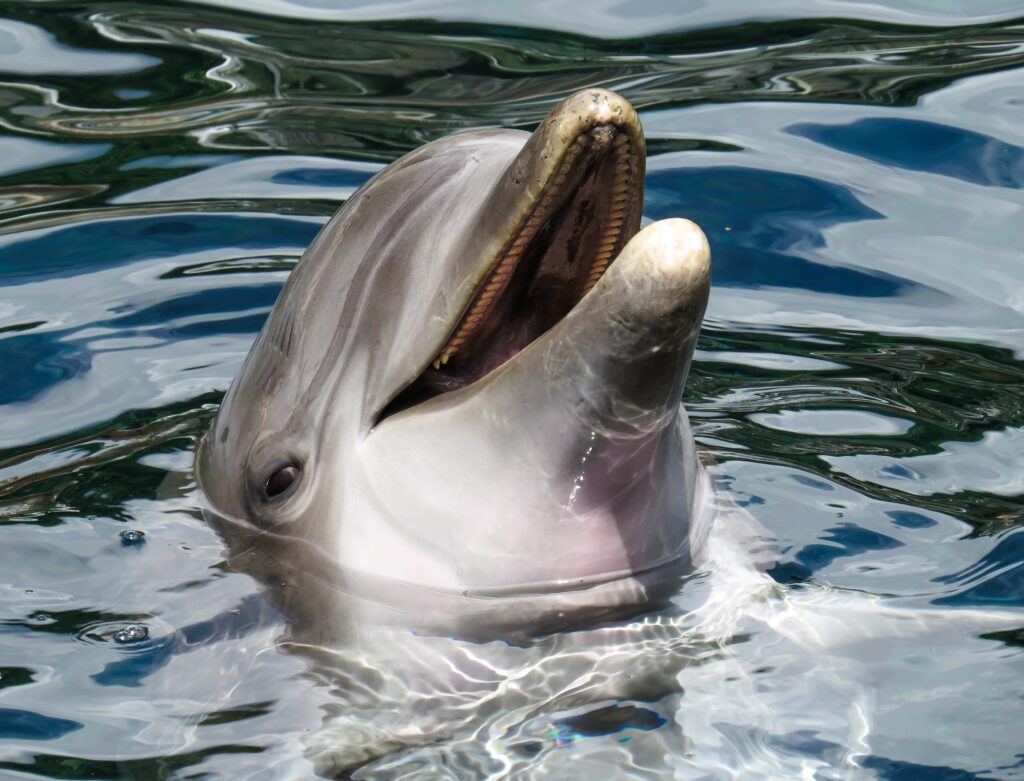 Do Dolphins Have Hair 3