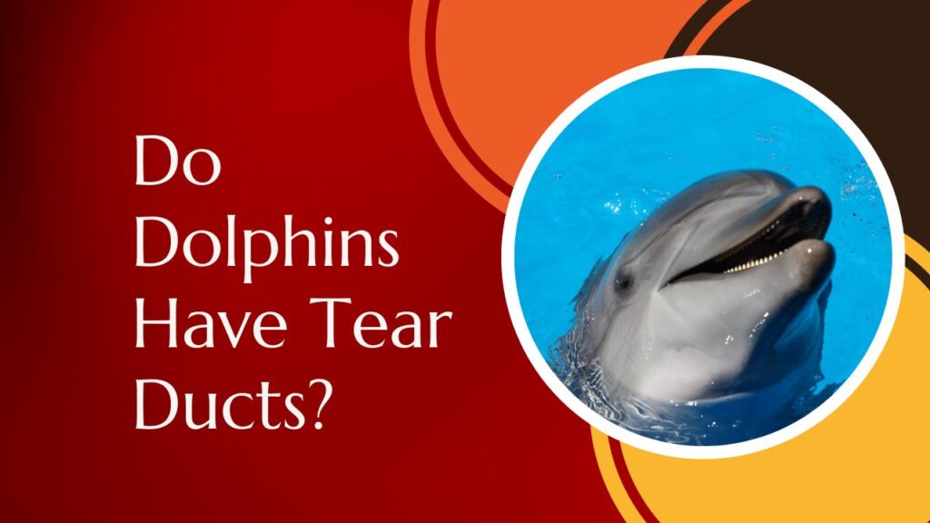 Do Dolphins Have Tear Ducts