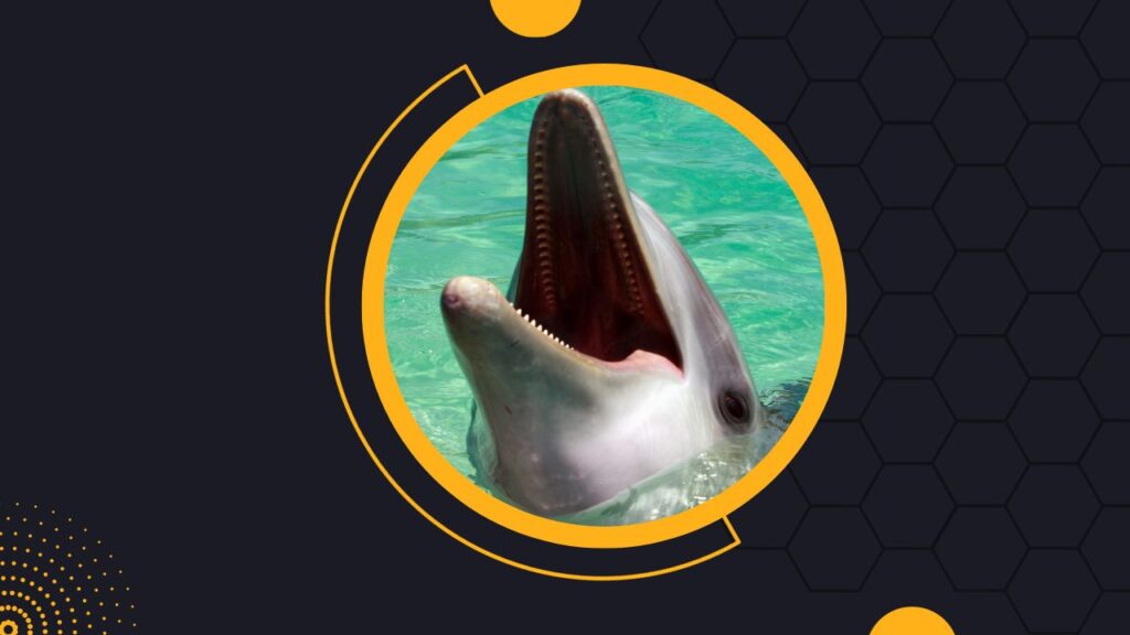 Do Dolphins Have Teeth