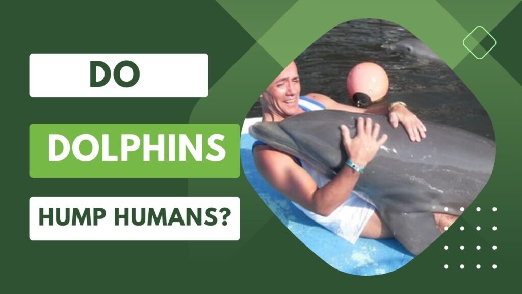 Do Dolphins Hump Humans