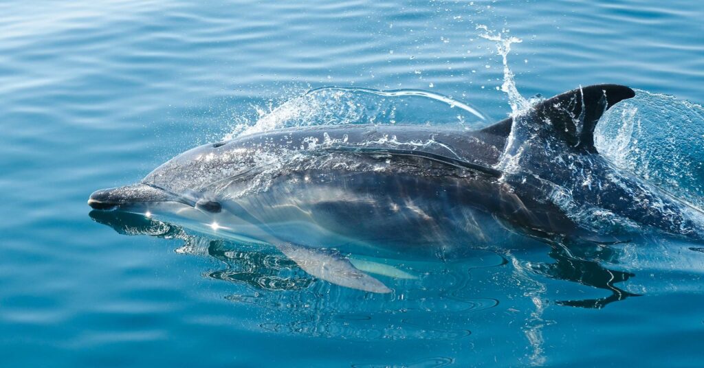 Do Dolphins Live in Saltwater or Freshwater?