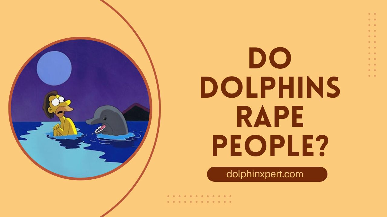 dolphinxpert.com