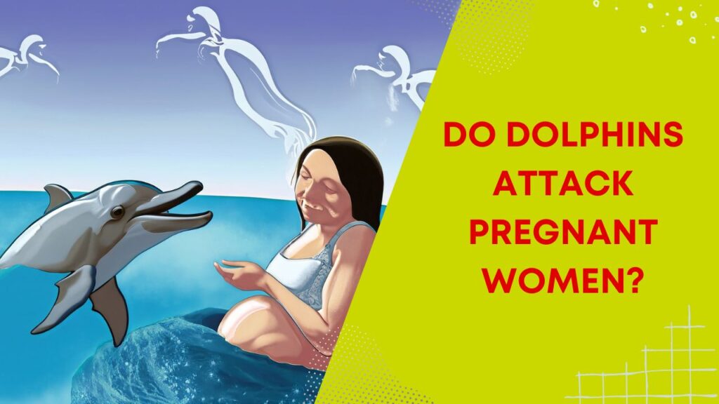 Do Dolphins Attack Pregnant Woman?
