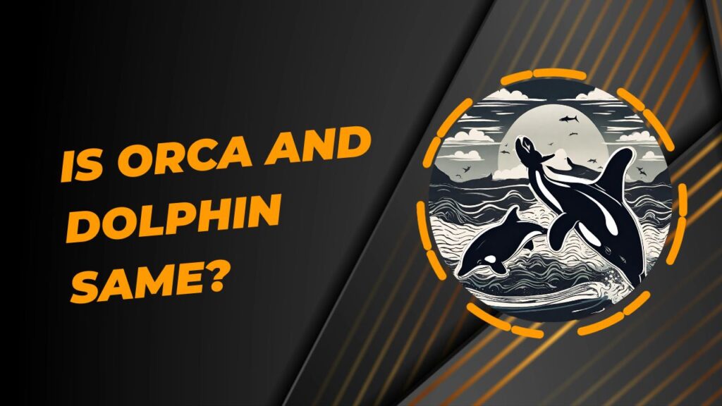 Is Orca And Dolphin Same?