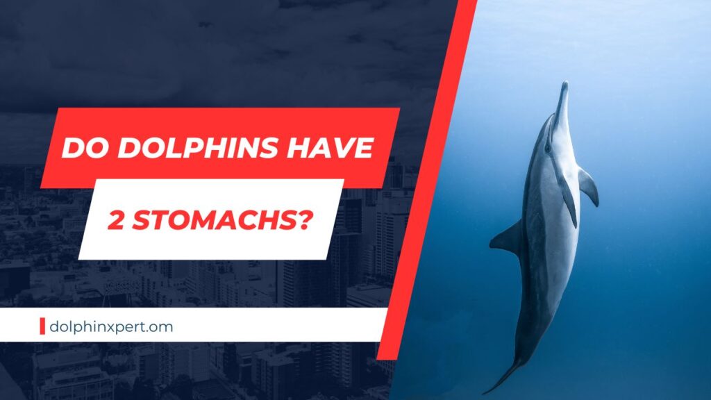 Do dolphins have 2 stomachs