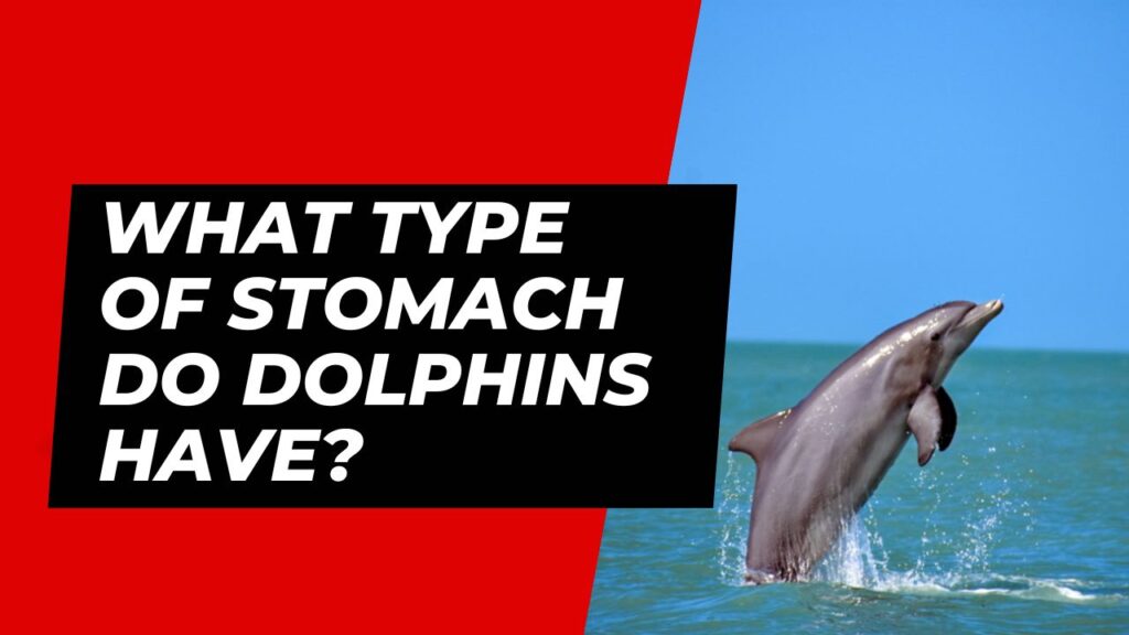 What Type Of Stomach Do Dolphins Have?