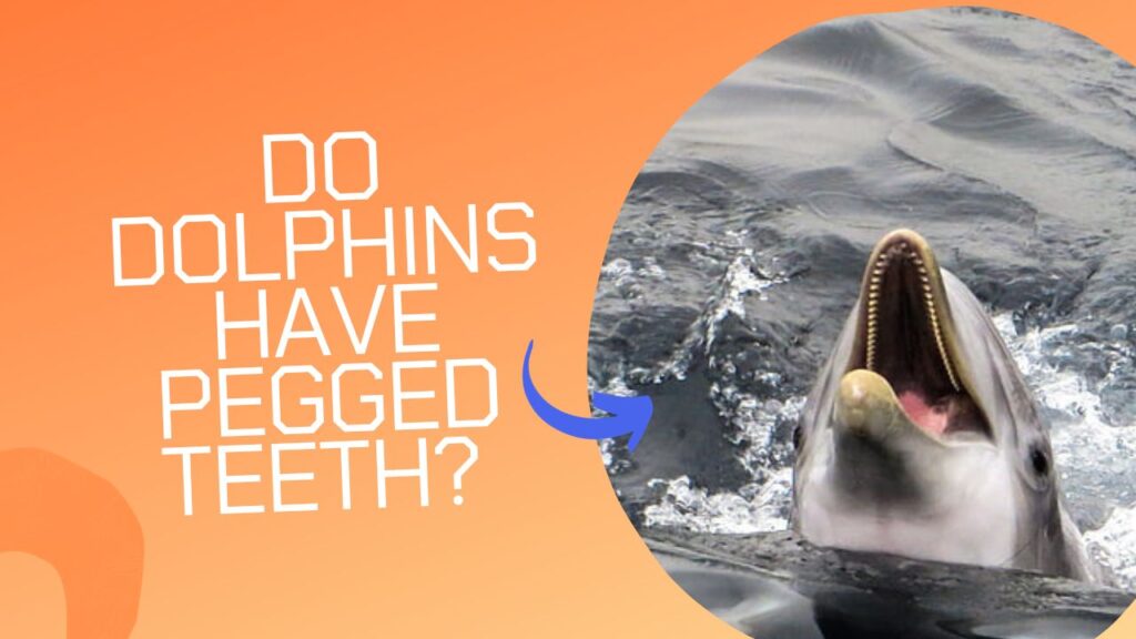 Do dolphins have pegged teeth