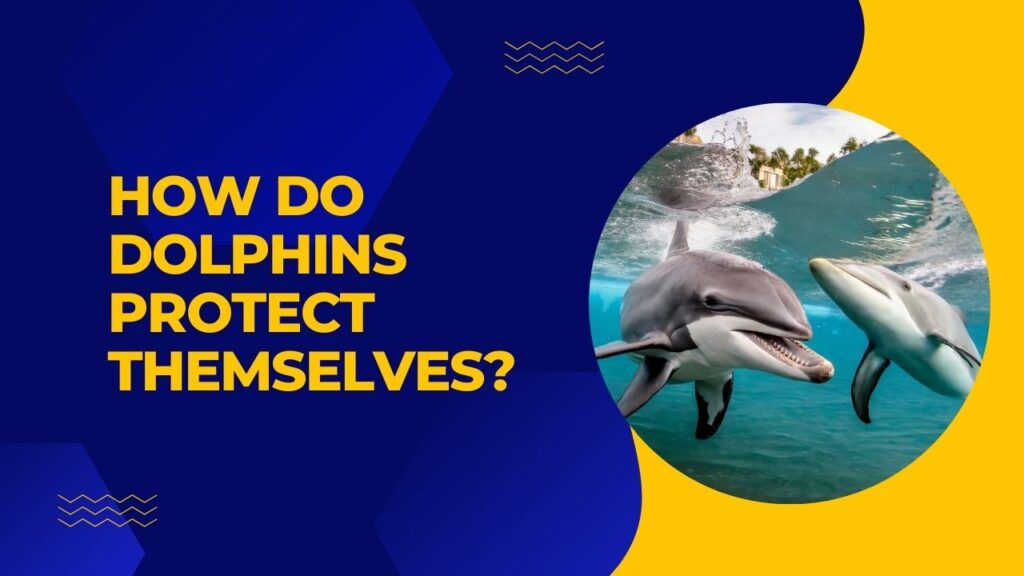 How Do Dolphins Protect Themselves