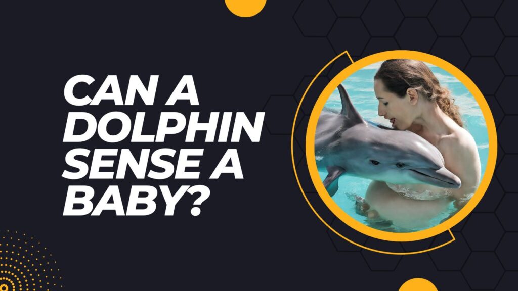 Can A Dolphin Sense A Baby?