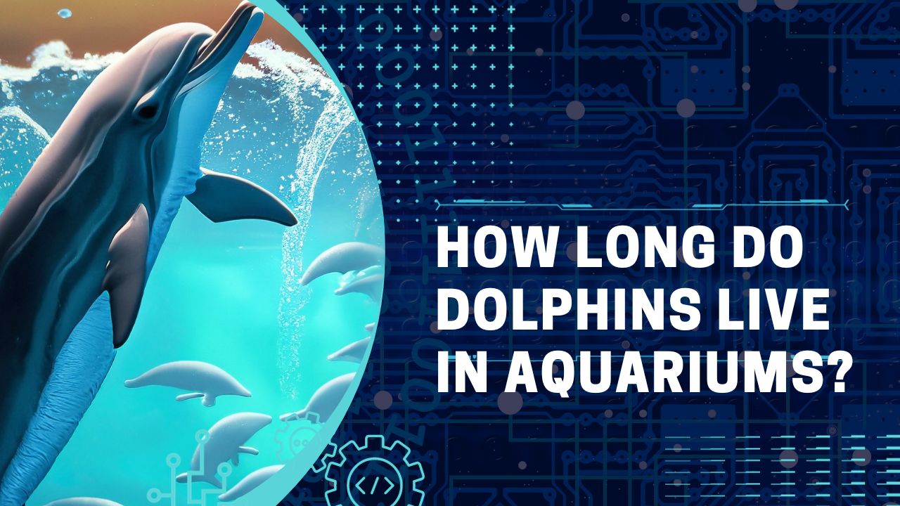 How Long Do Dolphins Live in Aquariums? Aquarium Wonders DolphinXpert