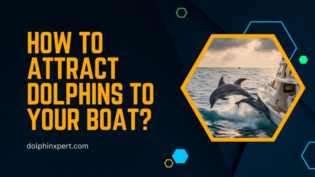 How To Attract Dolphins To Your Boat
