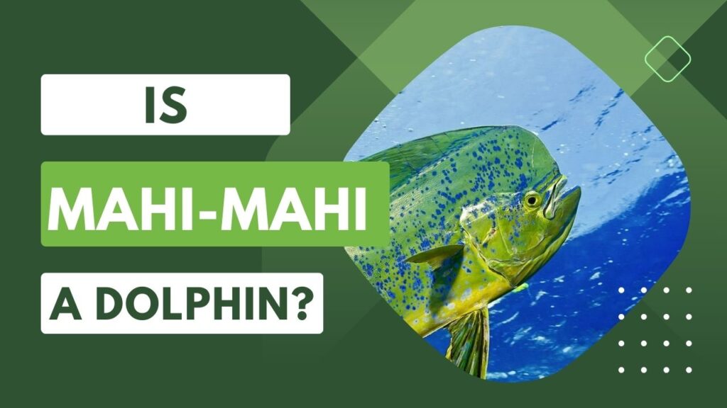 Is Mahi-Mahi A Dolphin