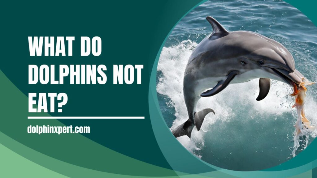 What Do Dolphins Not Eat