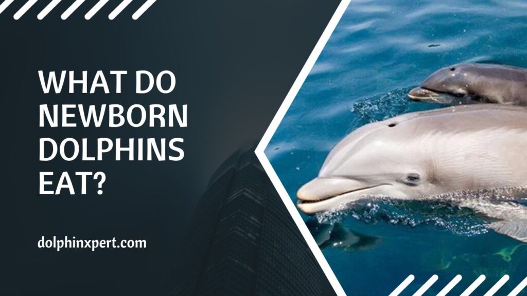 What Do Newborn Dolphins Eat