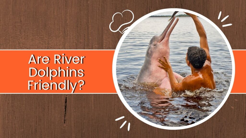 Are River Dolphins Friendly?