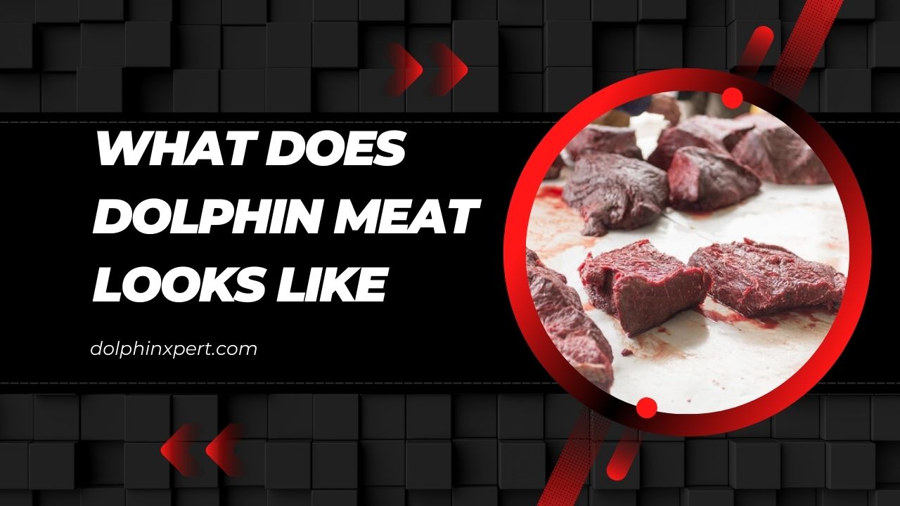 What Does Dolphin Meat Looks Like and Should We Eat It? | DolphinXpert