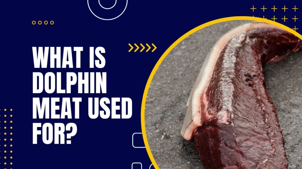 What Is Dolphin Meat Used For?