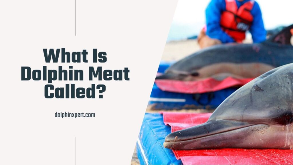What Is Dolphin Meat Called