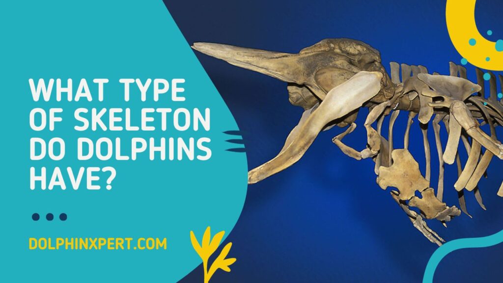 What Type Of Skeleton Do Dolphins Have